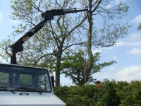 2008 06 -Tree pics (7)